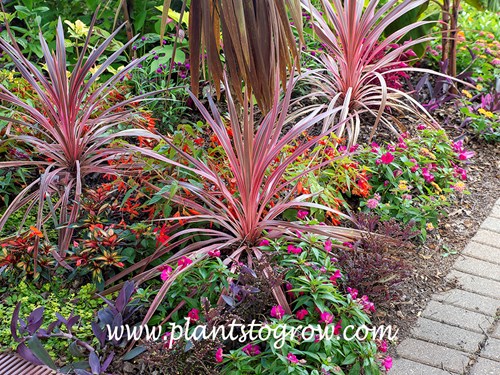 Cherry Sensation Ti Plant (Cordyline)